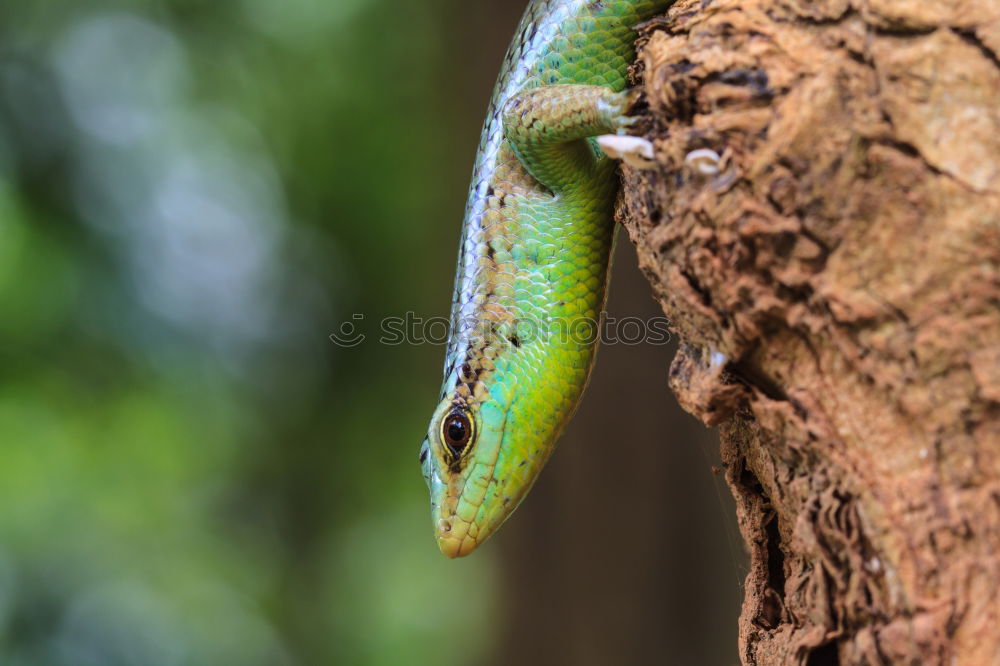 Similar – Image, Stock Photo chameleon. Zoo 1 Animal