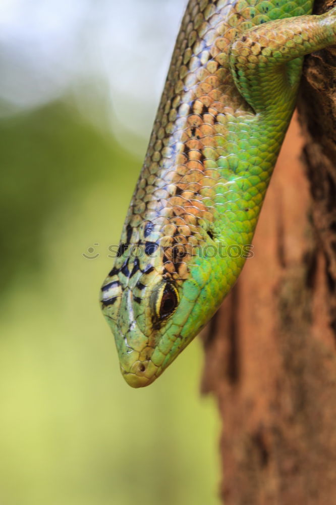 Similar – Green plumed basilisk