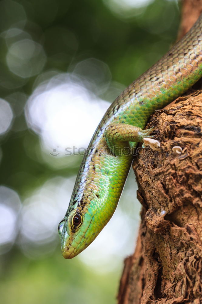 Similar – Image, Stock Photo Tube Snake Boogie Animal