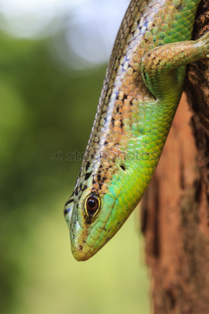 Similar – Image, Stock Photo chameleon. Zoo 1 Animal