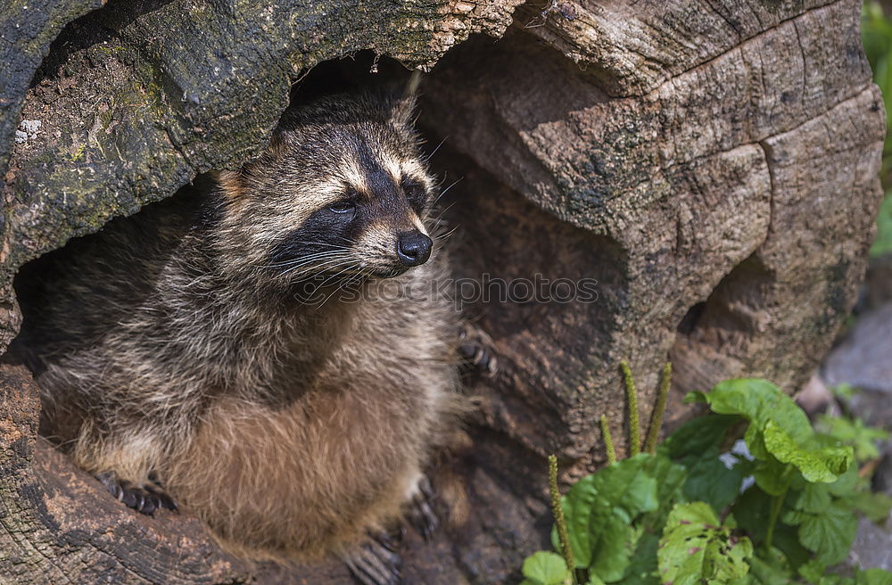 Similar – raccoon couple, together we are strong