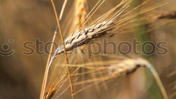 Similar – Weizen Feld Ähren Sommer