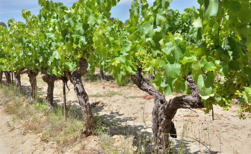 Similar – Châteauneuf-du-Pape Summer