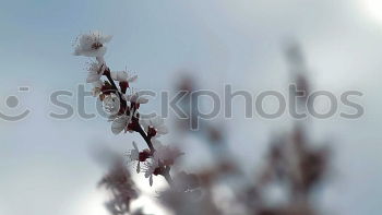 Similar – Image, Stock Photo spring Environment Nature