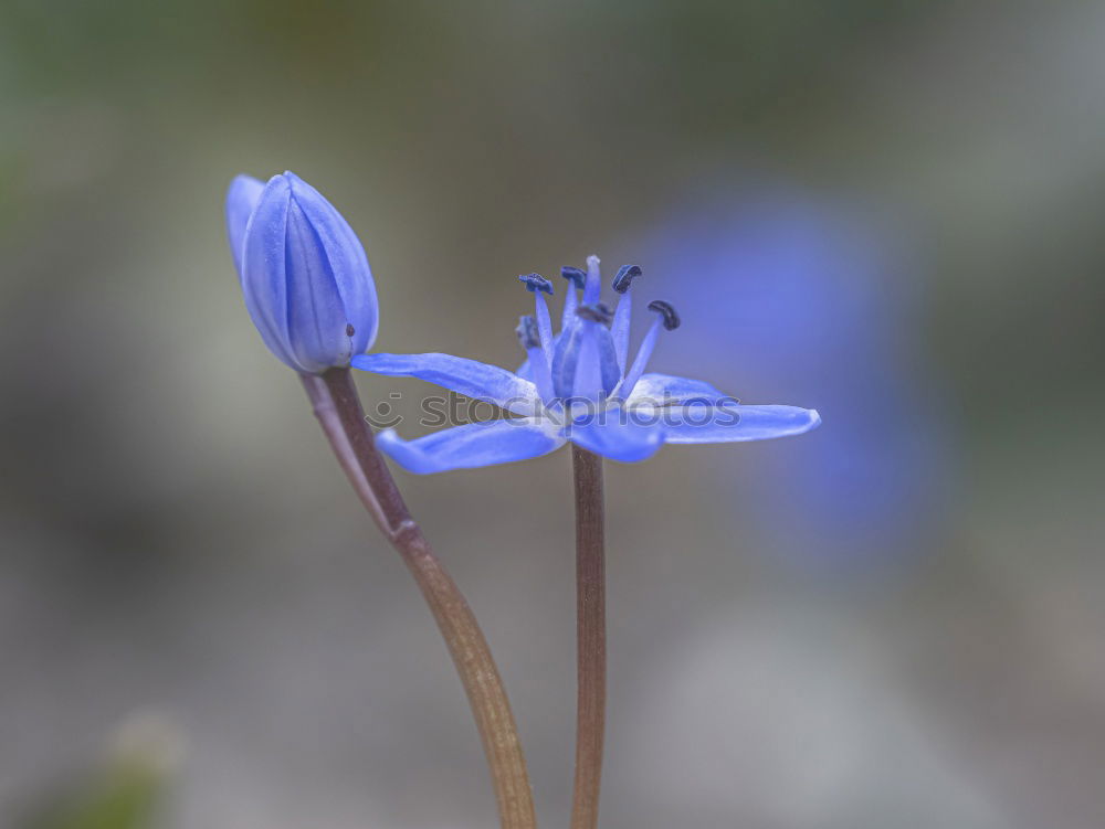 Similar – FORGET-ME-NOT Colour photo