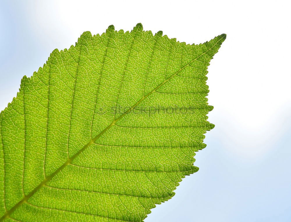 Similar – Sheet with hole Leaf Green