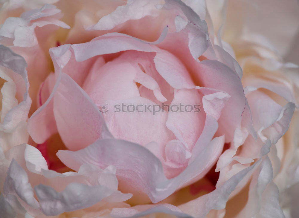 unfolding Summer Rose