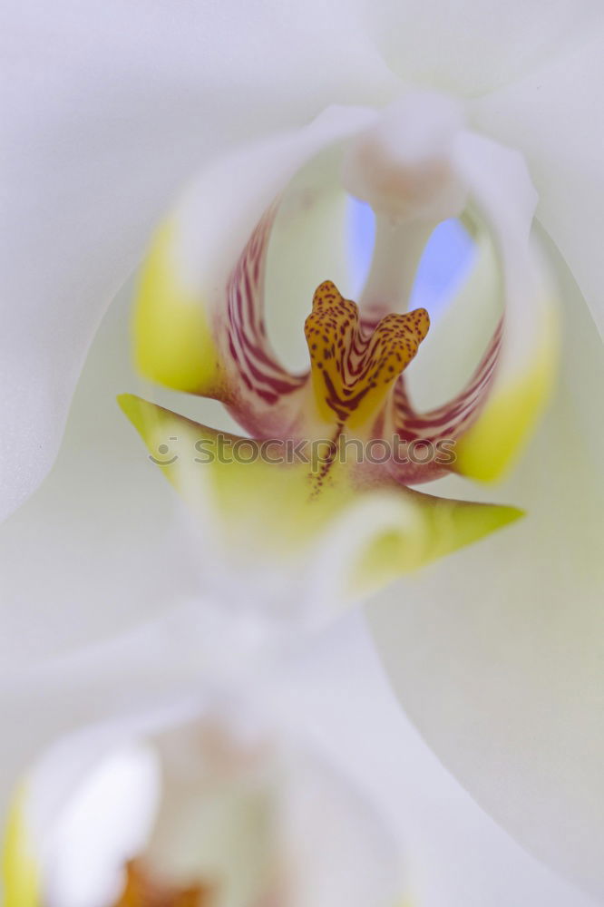 Similar – Image, Stock Photo spring fever Blossom Plant