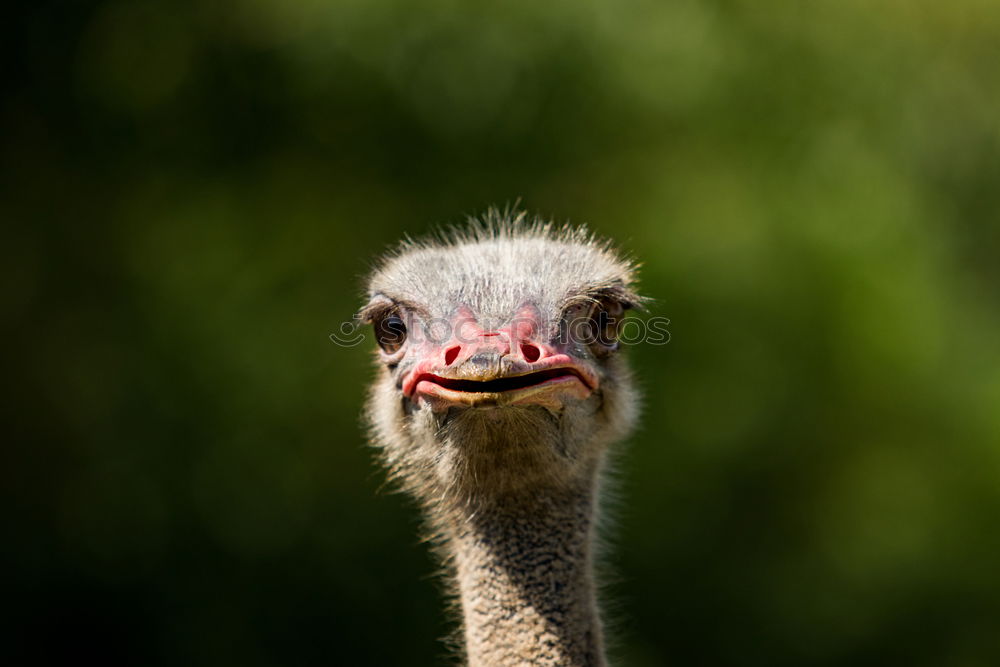 Similar – Image, Stock Photo Ostrich headshot on green background