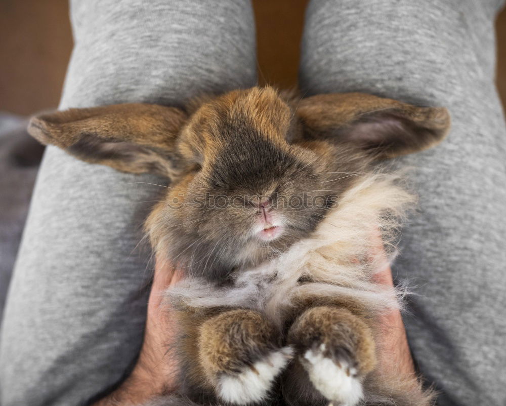 Similar – Girl cuddles with rabbit