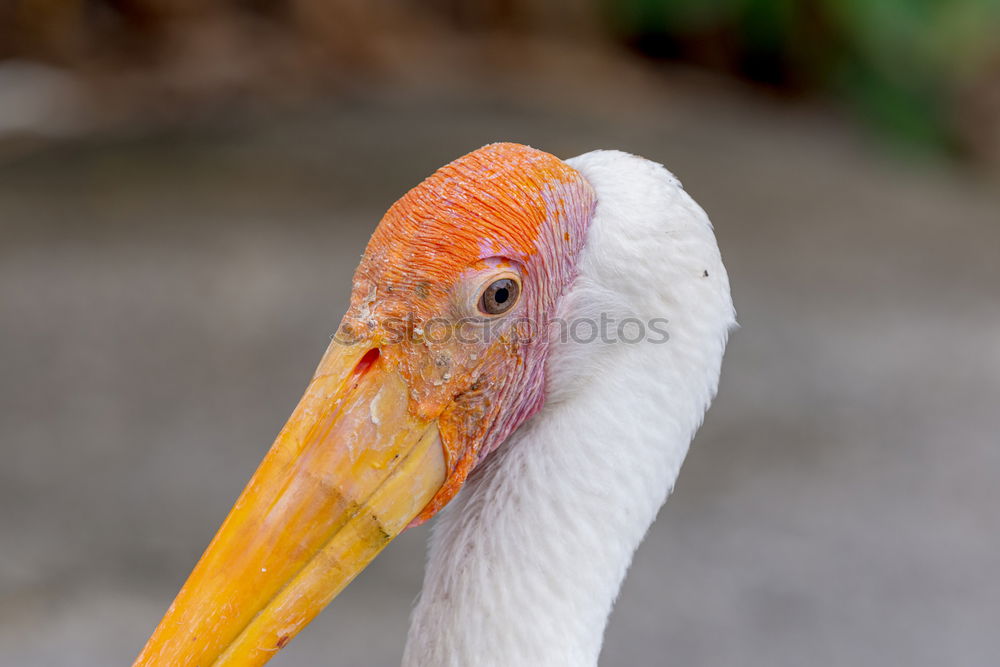 Similar – Image, Stock Photo Tiger Feet I Yellow Goose