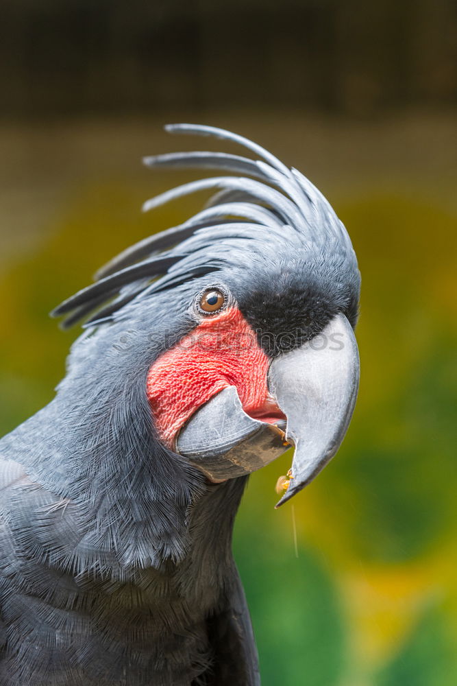 Similar – Young hen hunting