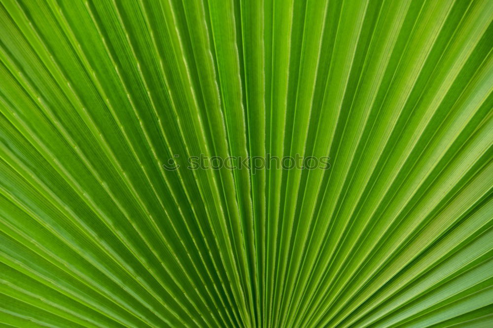 Similar – Image, Stock Photo green and light Plant