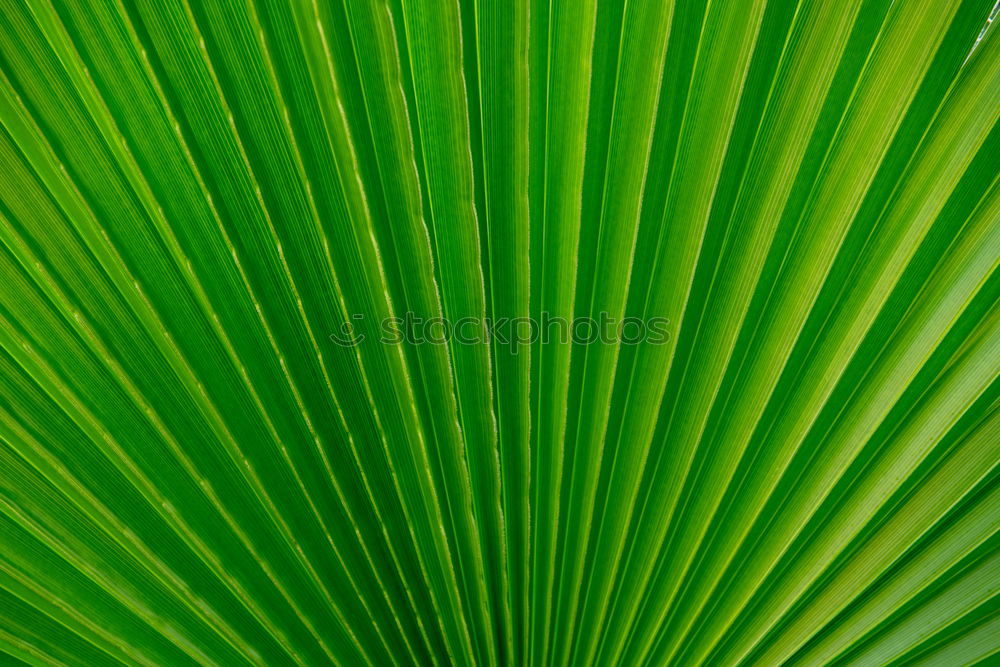 Similar – Image, Stock Photo leaf Green Leaf Plant