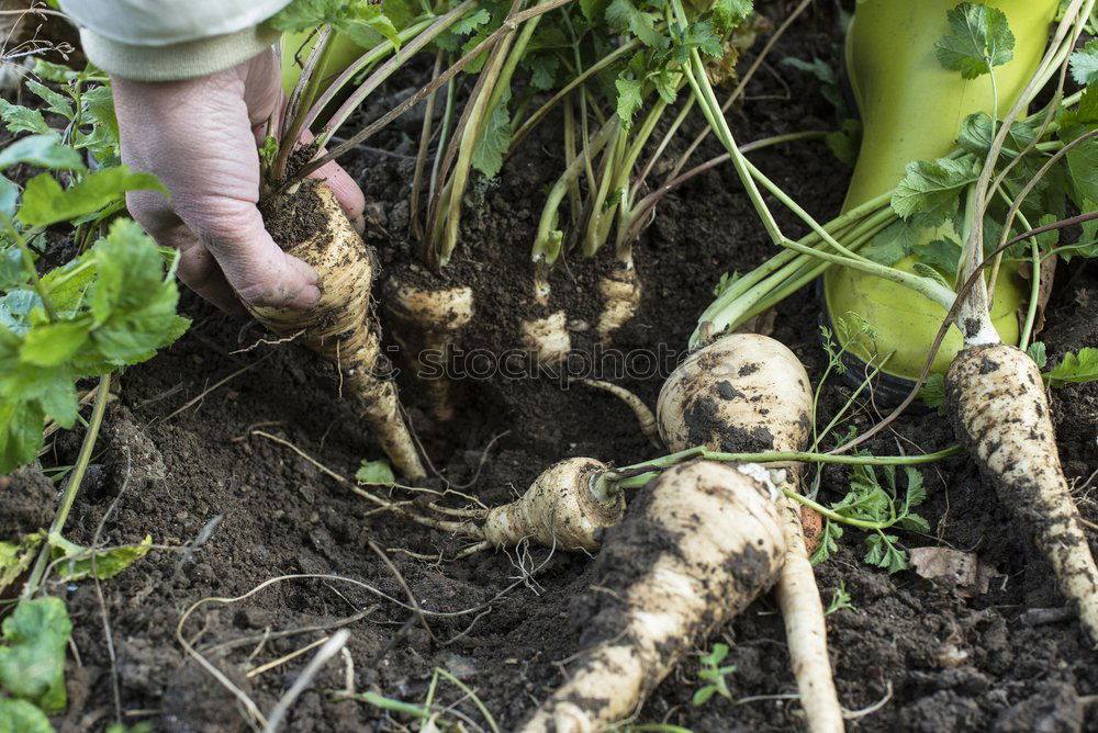 Close up parsnips in the garden