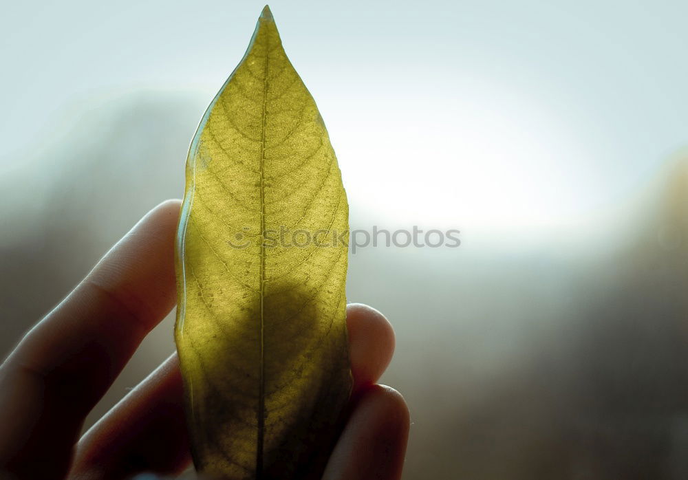 Similar – Image, Stock Photo autumn leaf Hand Nature