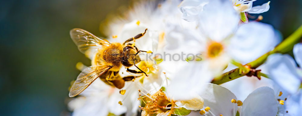 Image, Stock Photo summ_bee_summ² Summer Bee