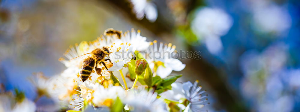 Similar – Image, Stock Photo The color purple (1) Plant