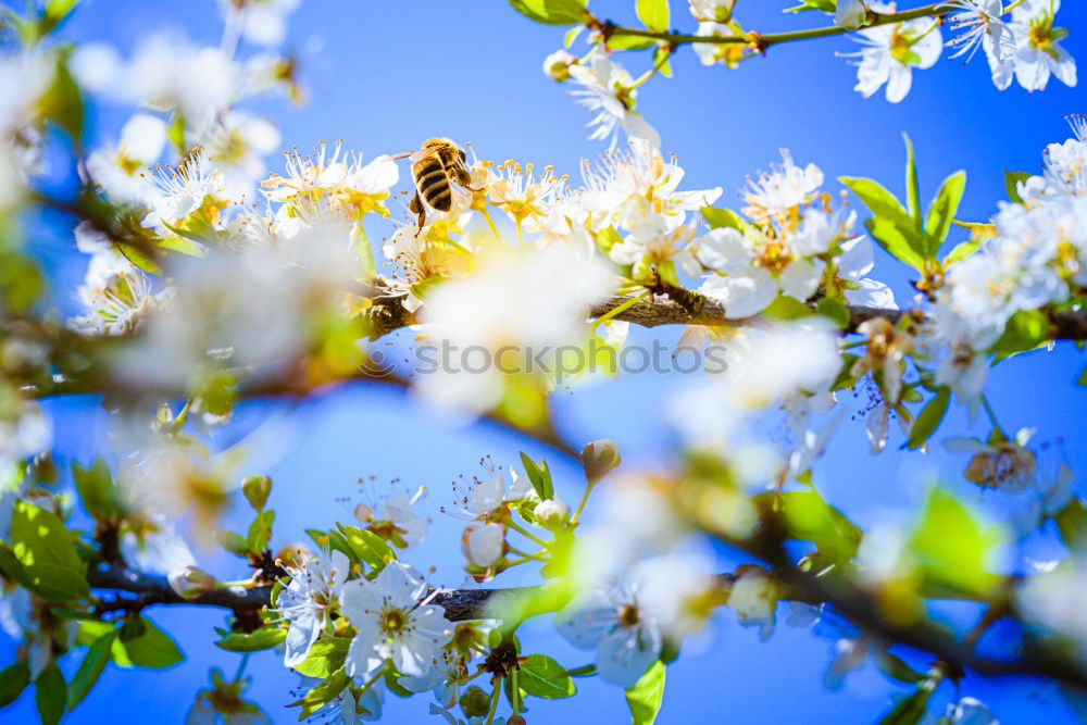 Similar – Image, Stock Photo magnoilae Environment