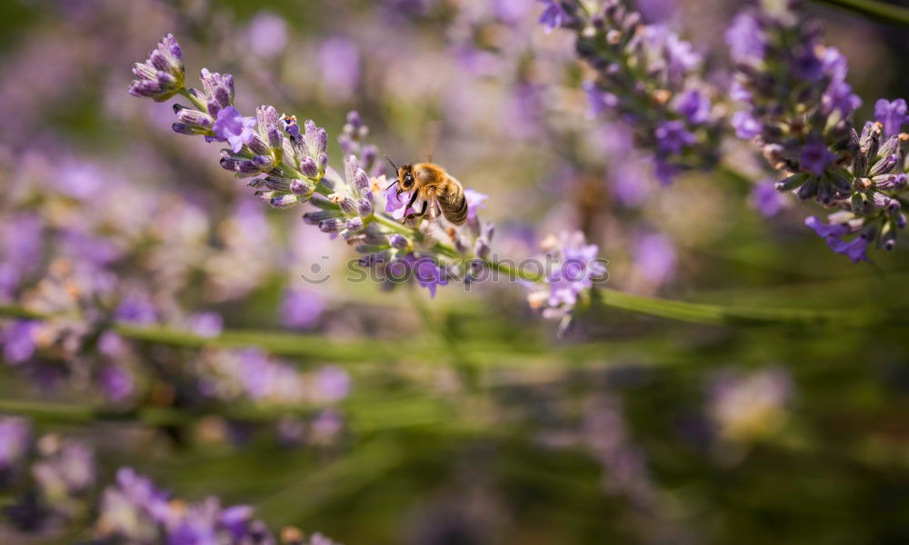 Similar – summer life Bumble bee