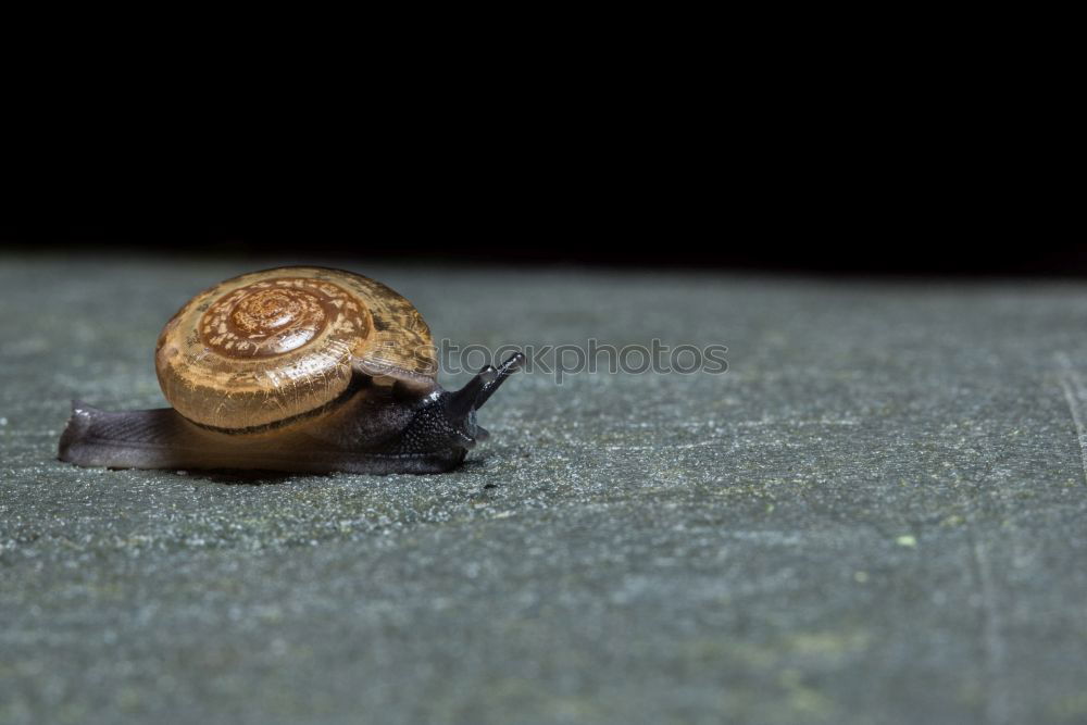 Similar – Snail on ice…. Winter