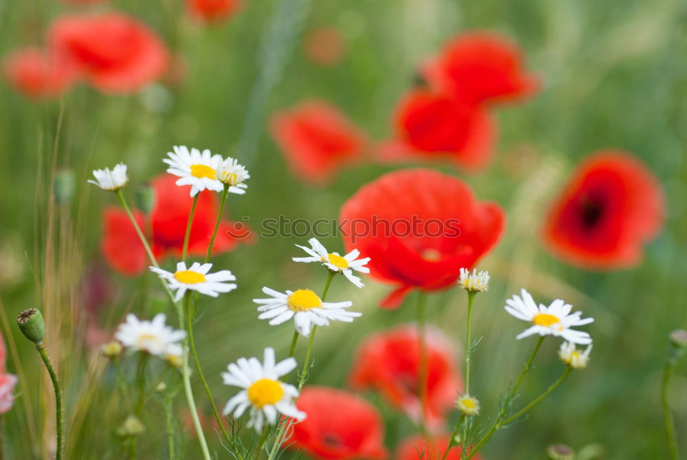 Similar – Mohnblüten und Margariten auf einer Wiese