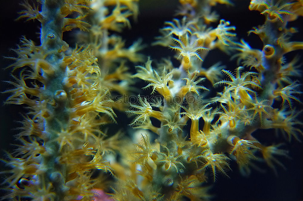 Similar – aquarium Seaweed