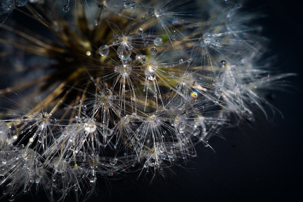 Similar – Image, Stock Photo puppete Summer Dandelion