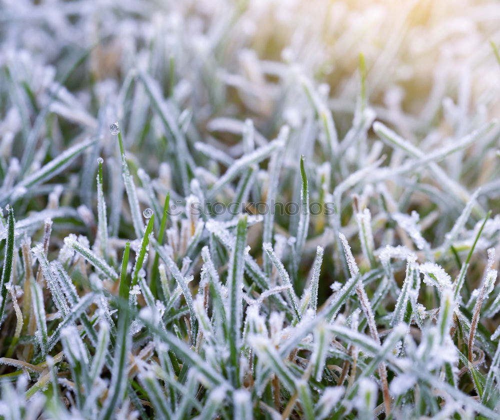 Similar – etwas winter Frühling grün