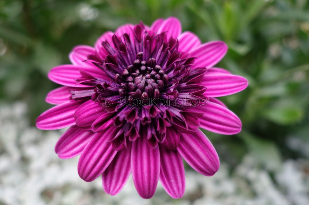 Similar – Image, Stock Photo Flower blossom pink