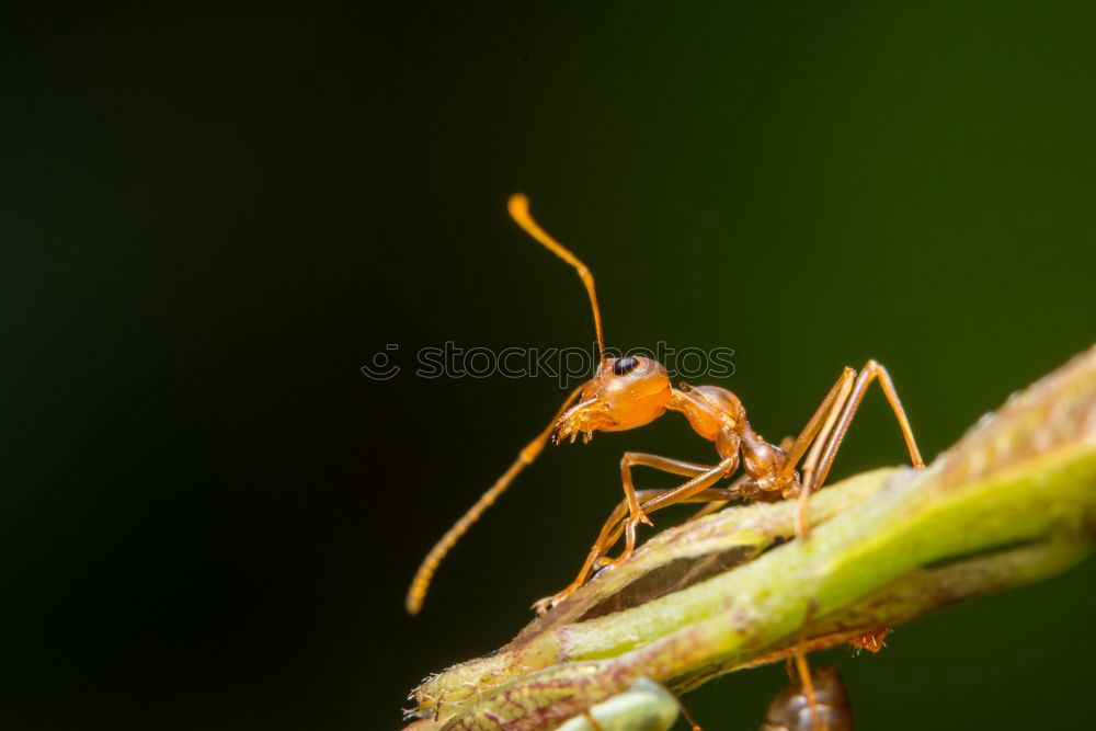 Similar – Image, Stock Photo Lord Longleg Environment