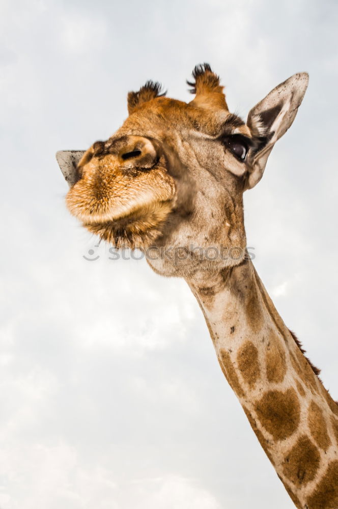 Similar – Image, Stock Photo Neck and head of a giraffe near a green tree