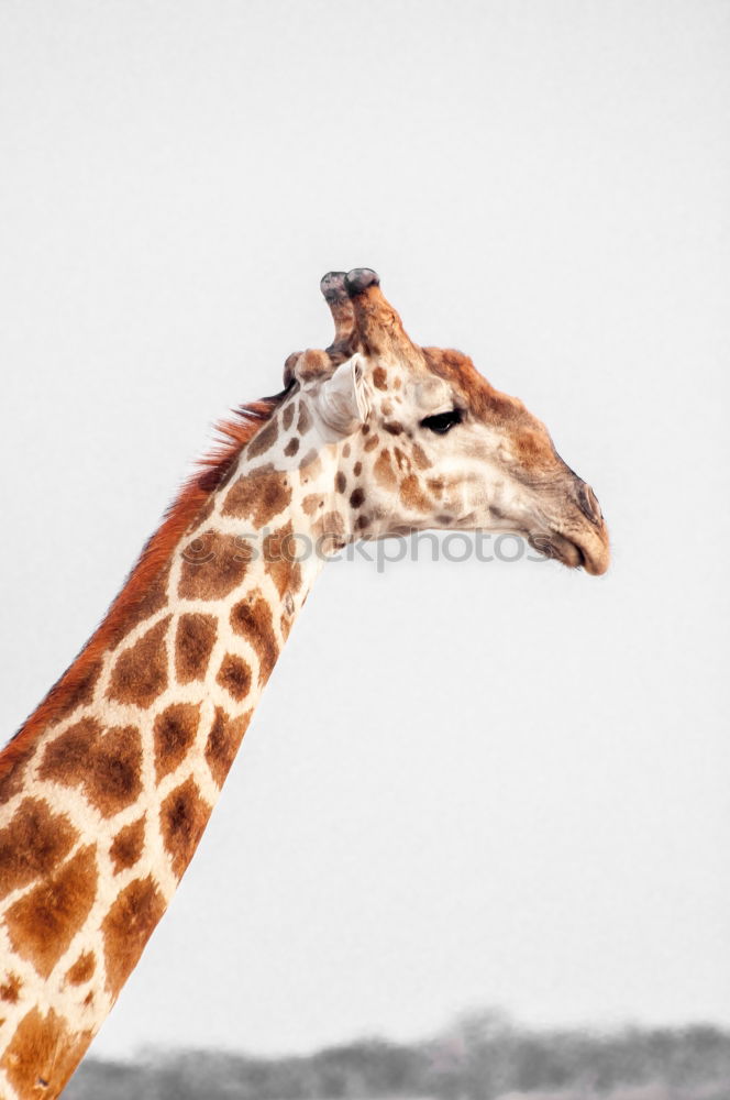 Similar – Cute giraffe under the blue sky