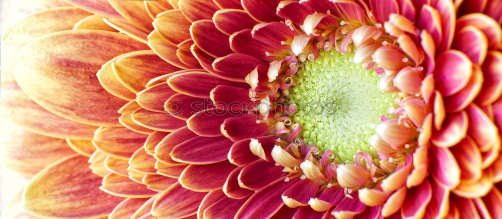 Similar – like the sun Gerbera