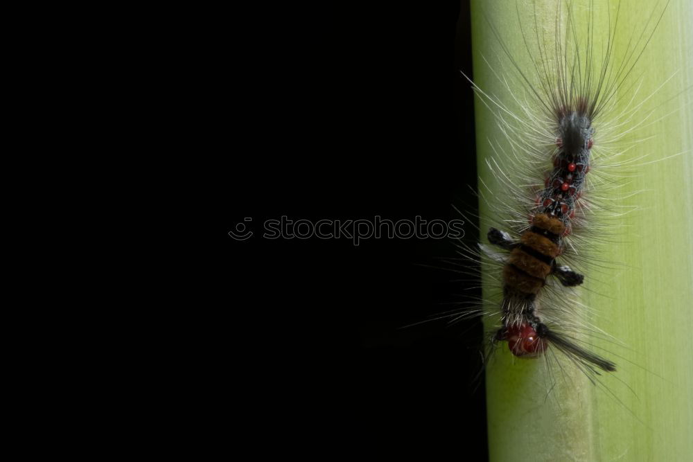 Similar – Caterpillar II Small