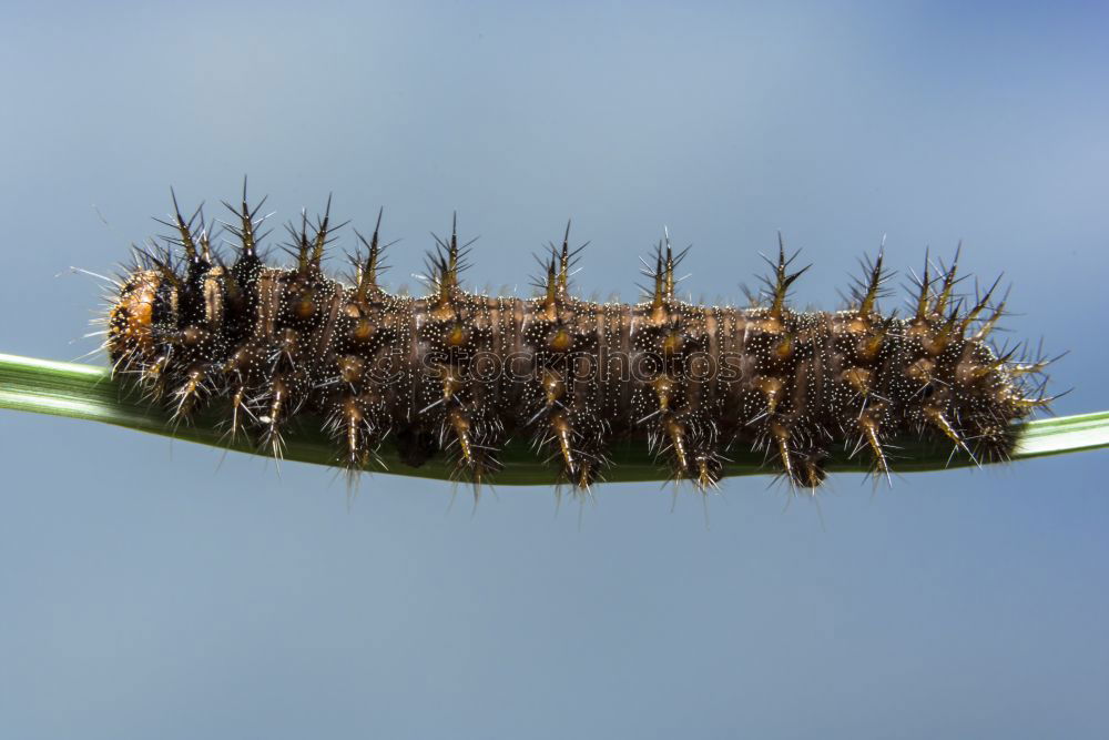 Similar – Caterpillar of a brown bear