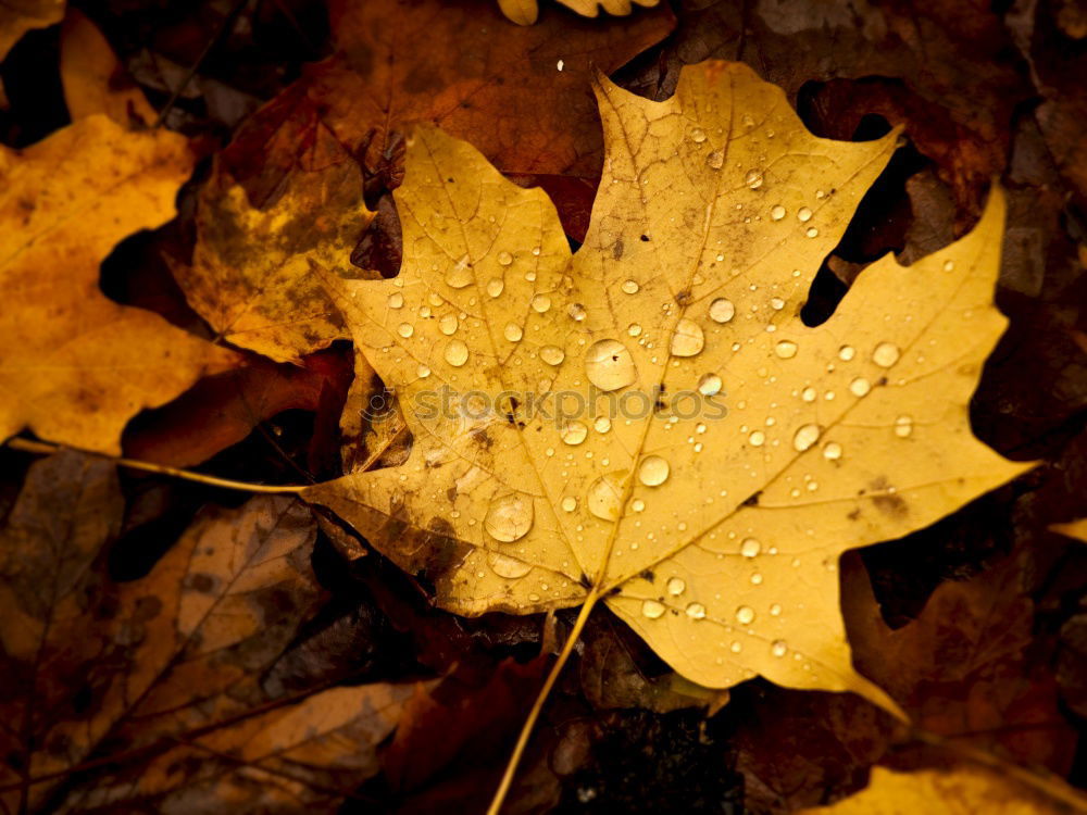 Similar – Image, Stock Photo Drops of leaves Nature