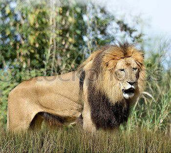 Similar – Image, Stock Photo White lioness in high grass