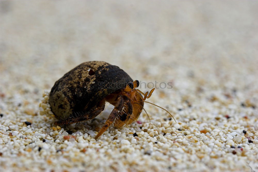 Similar – Image, Stock Photo catabolic beetle