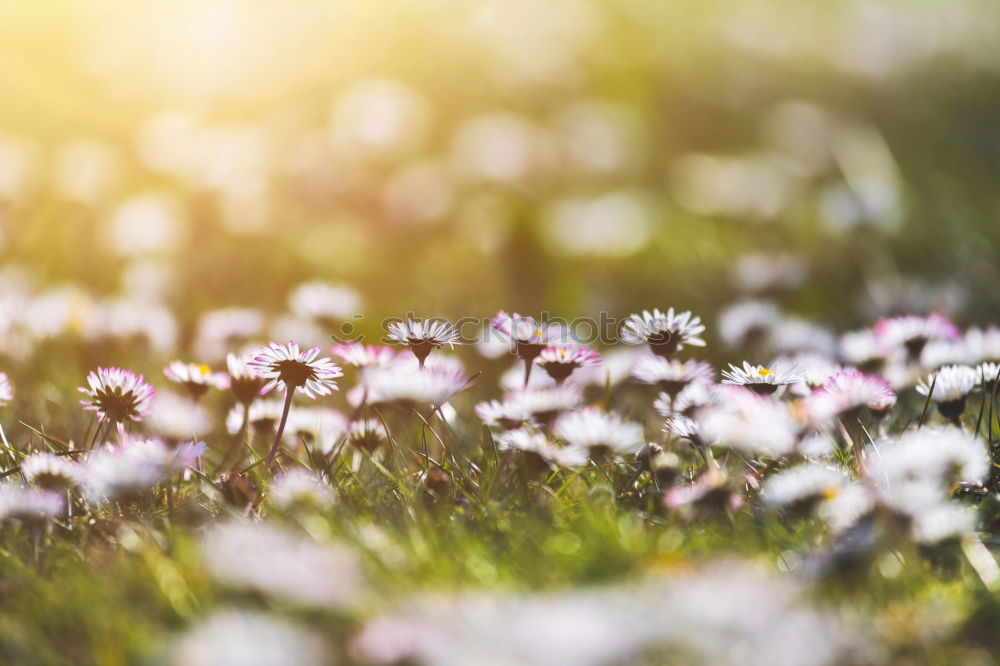 Similar – Image, Stock Photo Easter walk II Relaxation