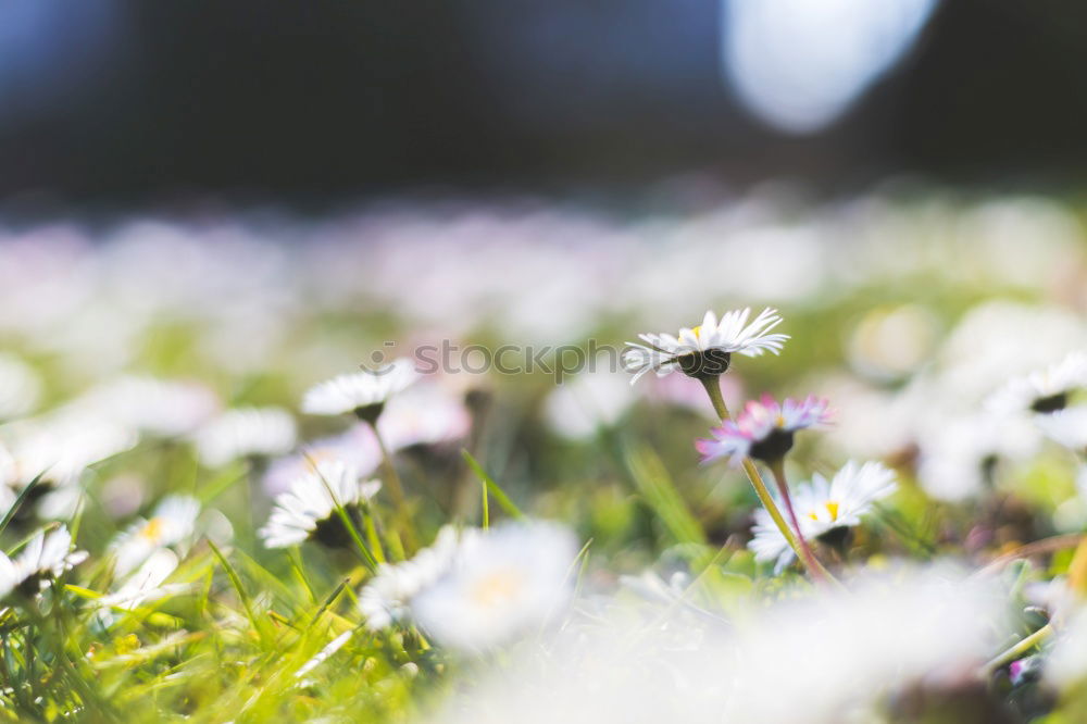 Image, Stock Photo Easter walk II Relaxation