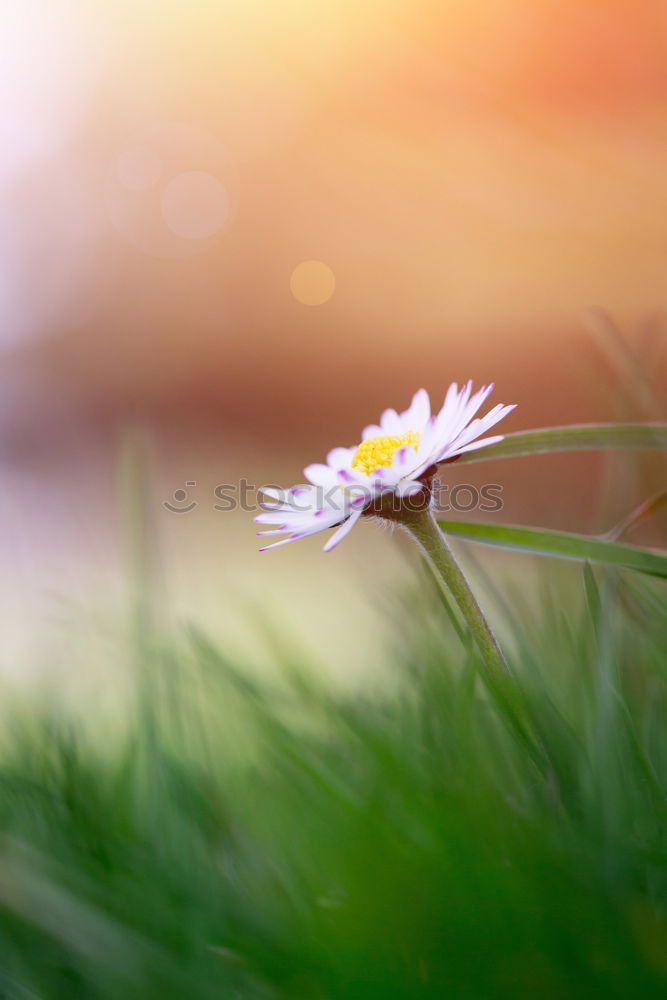 Similar – Gartenblumen für Ces