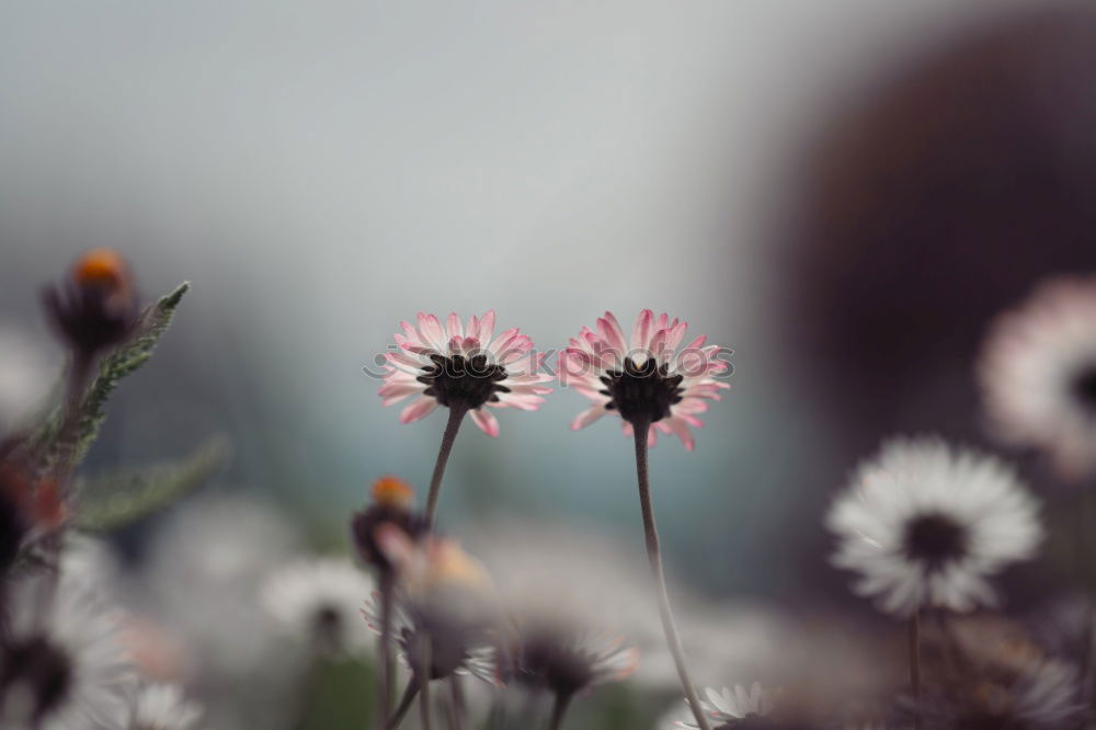 Similar – Blüüümchen Blume Sommer