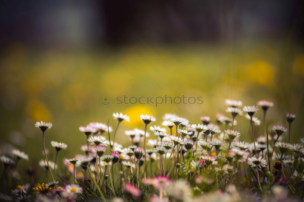 Similar – Image, Stock Photo Field with cornflowers