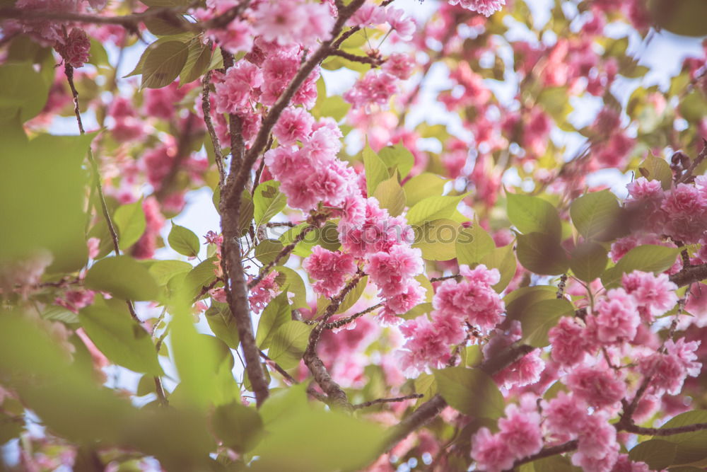 Similar – Apples will hang here one day