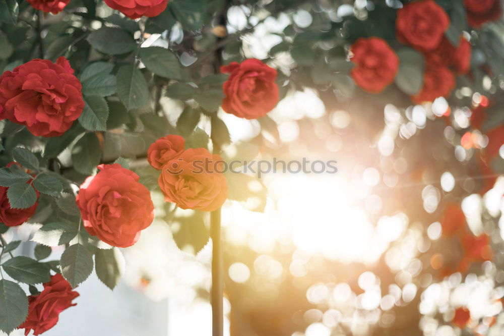 Similar – Image, Stock Photo floral greeting Nature