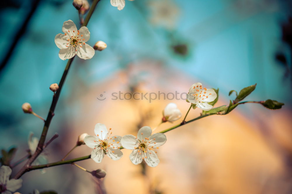 Similar – Image, Stock Photo White Apple Tree Flowers Spring Blossom