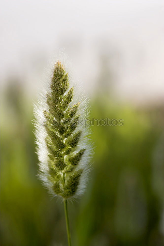 Similar – thyme Nature Landscape