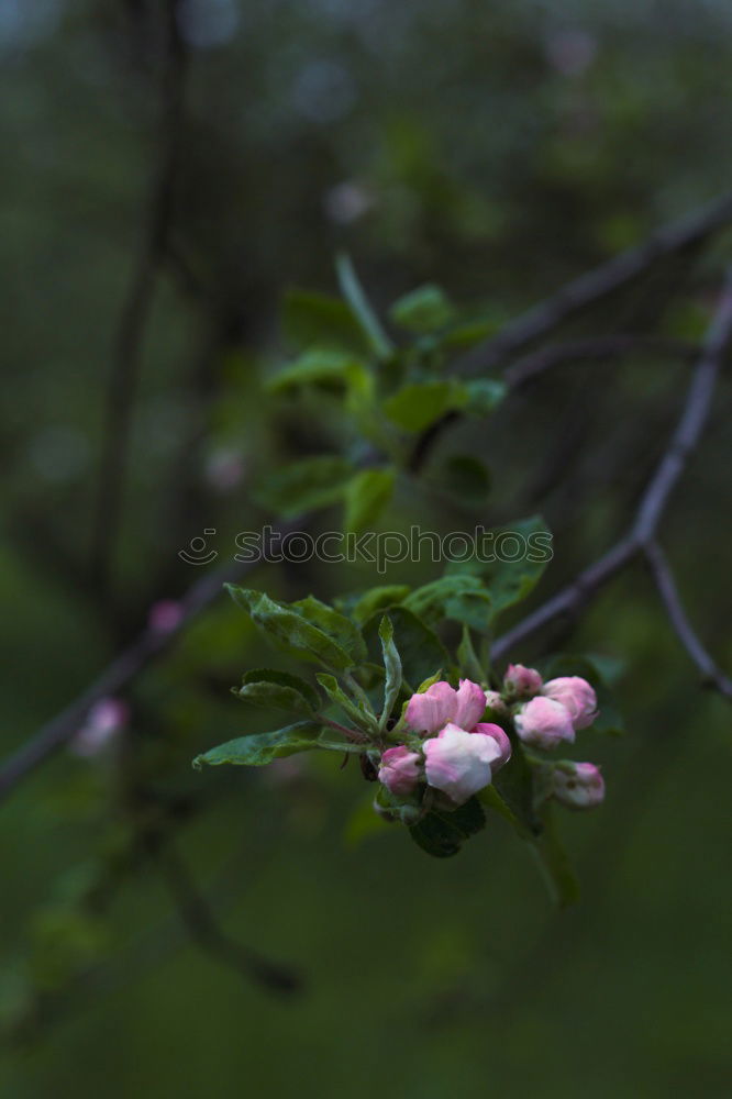 Similar – Image, Stock Photo Close up of a ripe red apple hanging from a branch with leaves