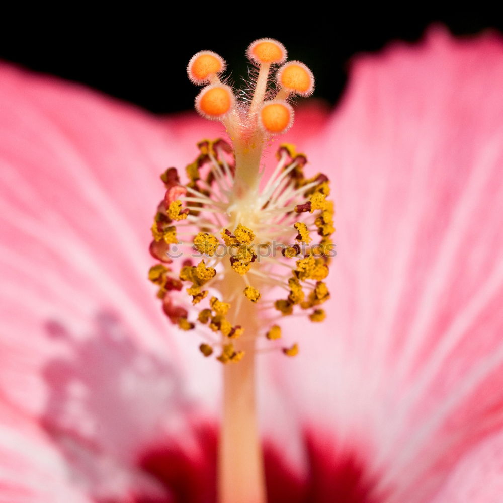 Similar – anemone Anemone Spring